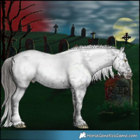 Horse Color:White Spotted Liver Chestnut Appaloosa