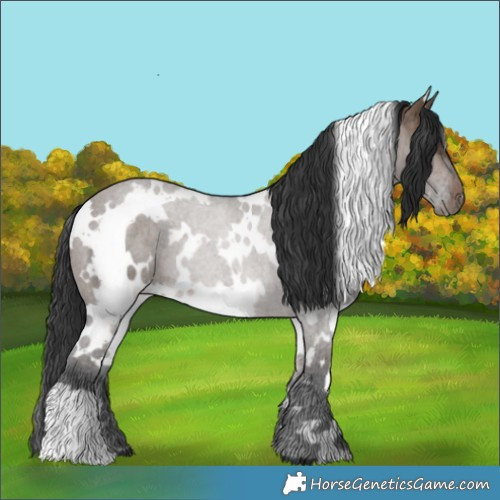 Horse Color:White Spotted Brown Dun 