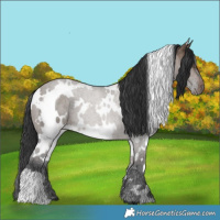 Horse Color:White Spotted Brown Dun 
