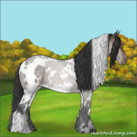 Horse Color:White Spotted Brown Dun 