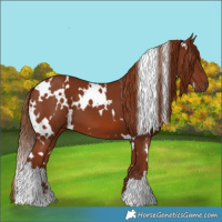 Horse Color:White Spotted Chestnut 