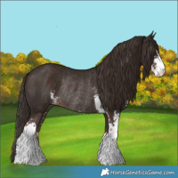 Horse Color:Liver Chestnut Sabino Rabicano