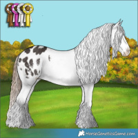 Horse Color:Liver Chestnut Sabino Appaloosa Rabicano 