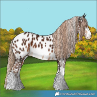 Horse Color:Liver Chestnut Sabino Appaloosa 