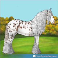 Horse Color:Liver Chestnut Sabino Appaloosa 