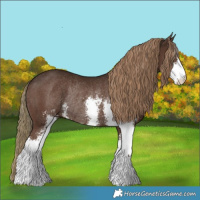 Horse Color:Liver Chestnut Sabino Rabicano 