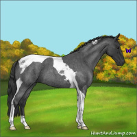 Horse Color:Blue Roan Tobiano 