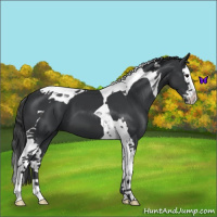 Horse Color:Black Splash Tobiano 