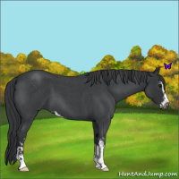 Horse Color:Blue Roan Sabino 