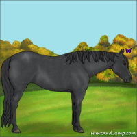 Horse Color:Blue Roan 