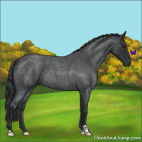 Horse Color:Blue Roan 