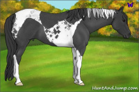 Horse Color:Blue Roan Tobiano