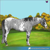 Horse Color:Blue Roan Splash Tobiano 