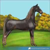 Horse Color:Liver Chestnut 