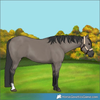 Horse Color:Grullo Sabino Rabicano