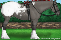 Horse Color:Grullo Appaloosa 
