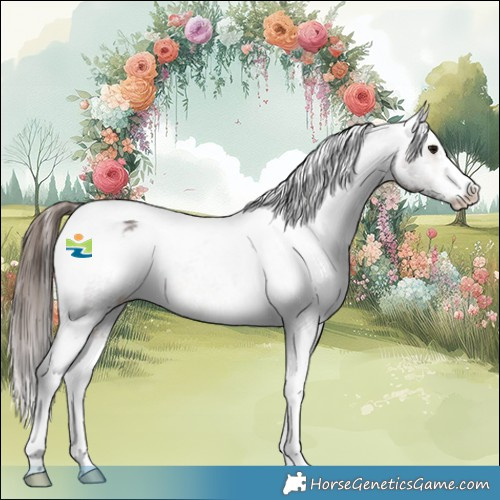 Horse Color:Bay Sabino Tobiano Appaloosa 