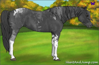 Horse Color:Blue Roan Tobiano 
