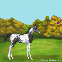 Horse Color:Black Tobiano 