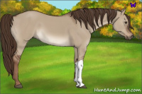 Horse Color:Liver Red Dun 