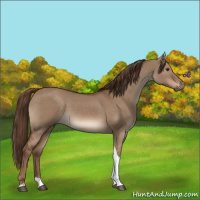 Horse Color:Liver Red Dun Tobiano 