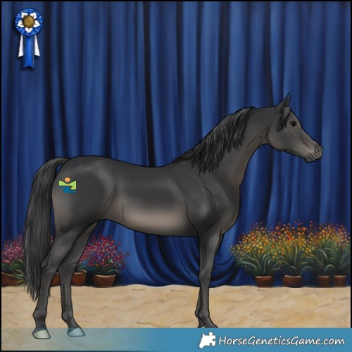Horse Color:Black 