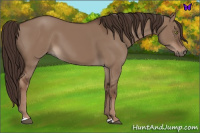 Horse Color:Liver Red Dun 