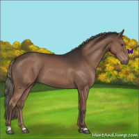 Horse Color:Liver Chestnut Mushroom 