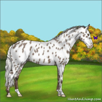 Horse Color:Liver Red Dun Mushroom Near Leopard 