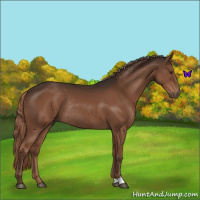 Horse Color:Liver Chestnut Rabicano