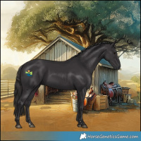 Horse Color:Smoky Black 