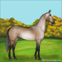 Horse Color:Gray Bay Dun 