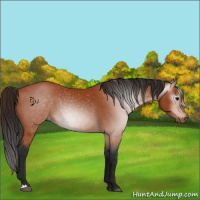 Horse Color:Gray Bay Appaloosa 