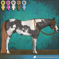 Horse Color:Chocolate Palomino Roan Pearl Dun Tobiano Frame  and Liver Chestnut Sabino Tobiano Frame 