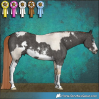 Horse Color:Chocolate Palomino Roan Pearl Dun Tobiano Frame and Liver Chestnut Sabino Tobiano Frame