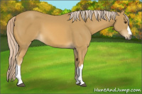 Horse Color:Palomino 