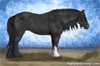 Horse Color:Gray Black  and Black 