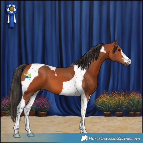 Horse Color:Bay Tobiano 