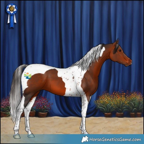 Horse Color:Bay Tobiano 