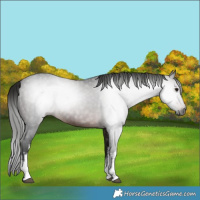 Horse Color:Gray White Spotted Bay 