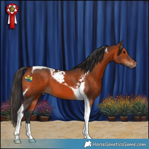 Horse Color:Bay Tobiano 