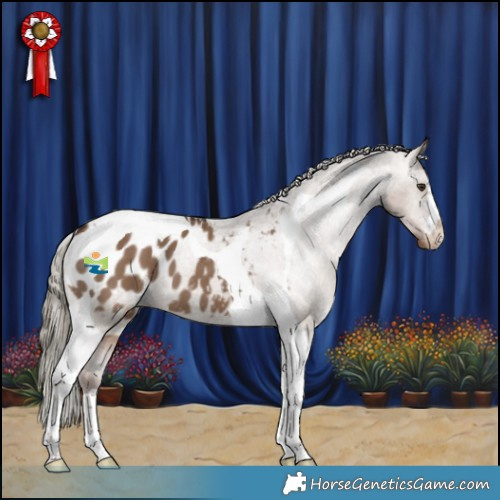 Horse Color:Liver Red Dun Tobiano Appaloosa 