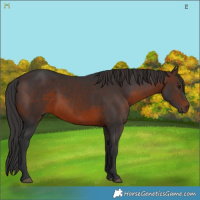 Horse Color:Brown 