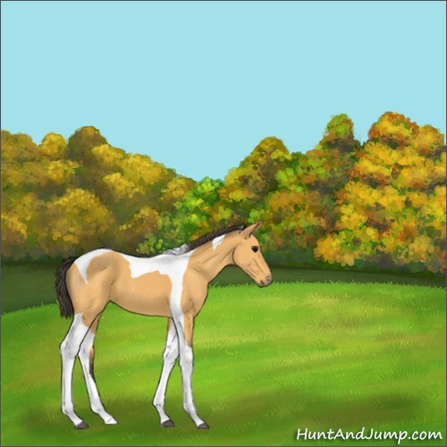 Horse Color:Buckskin Tobiano 