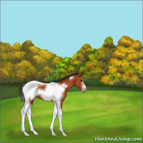 Horse Color:Bay Sabino Tobiano Frame Rabicano 