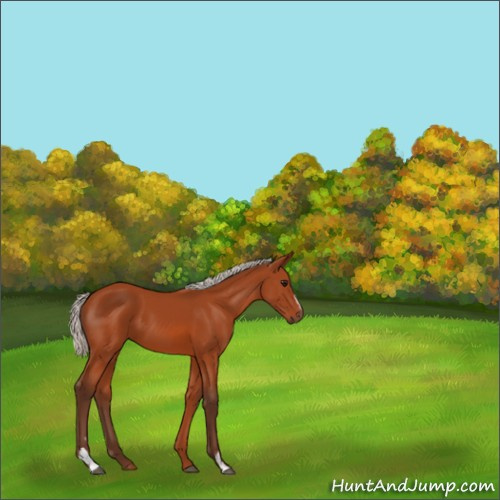 Horse Color:Silver Bay Sabino 