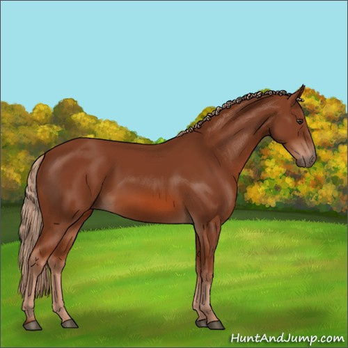 Horse Color:Chestnut 