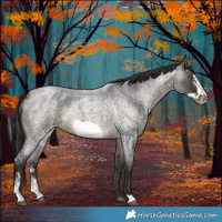 Horse Color:Buckskin Roan Sabino Frame 
