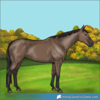 Horse Color:Liver Red Dun Rabicano 