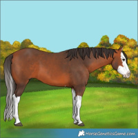 Horse Color:Bay Splash 